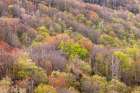Spring foliage on mountain forest, Great Smoky Mountains National Park, Tennessee Art Print